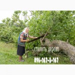 Обрезка дерева, кронирование дерева Киев, киевская область