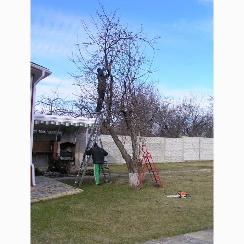 Фото 3. Обрезка деревьев, восстановление старых садов
