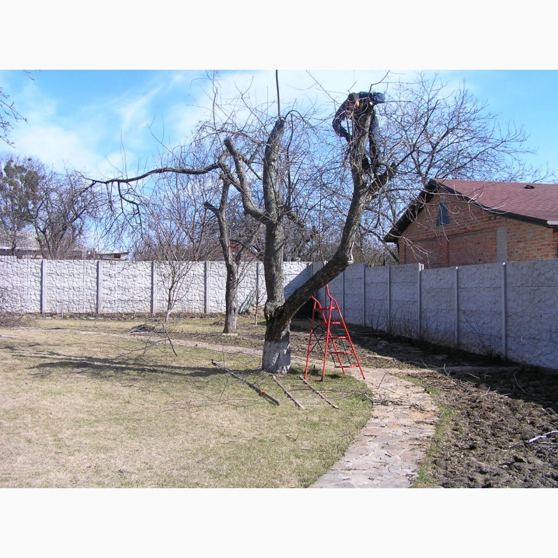 Фото 4. Обрезка деревьев, восстановление старых садов