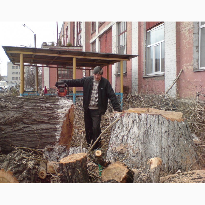 Спил деревьев Киев. Удаление деревьев Киев. Дробление веток