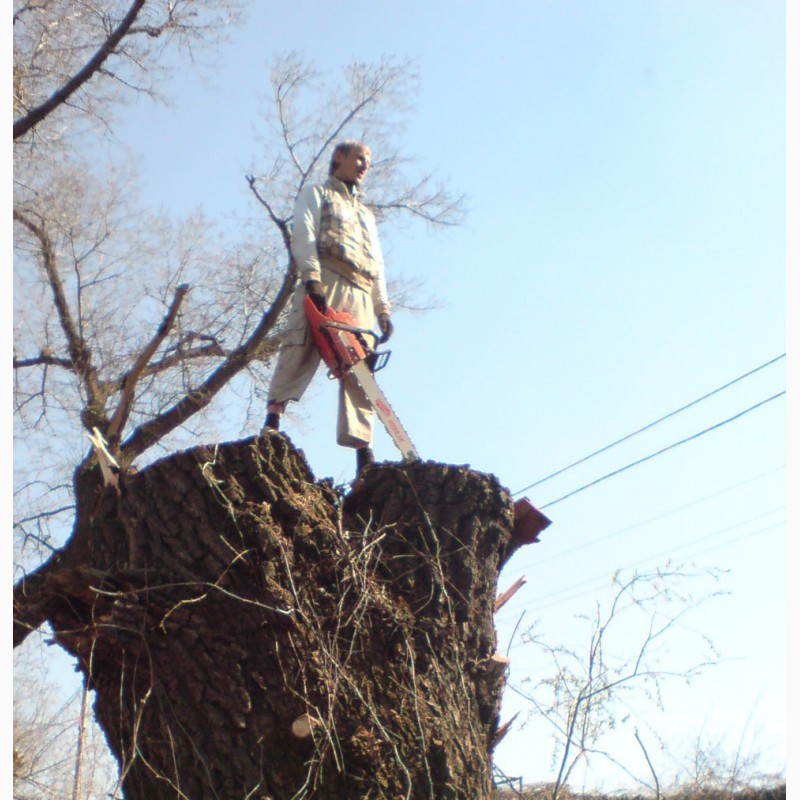 Фото 2. Спил деревьев Киев. Удаление деревьев Киев. Дробление веток