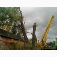 Удаление деревьев Киев Кронирование