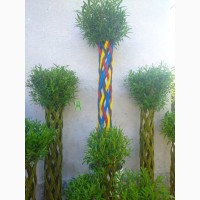 Плетене дерево Вишиванка