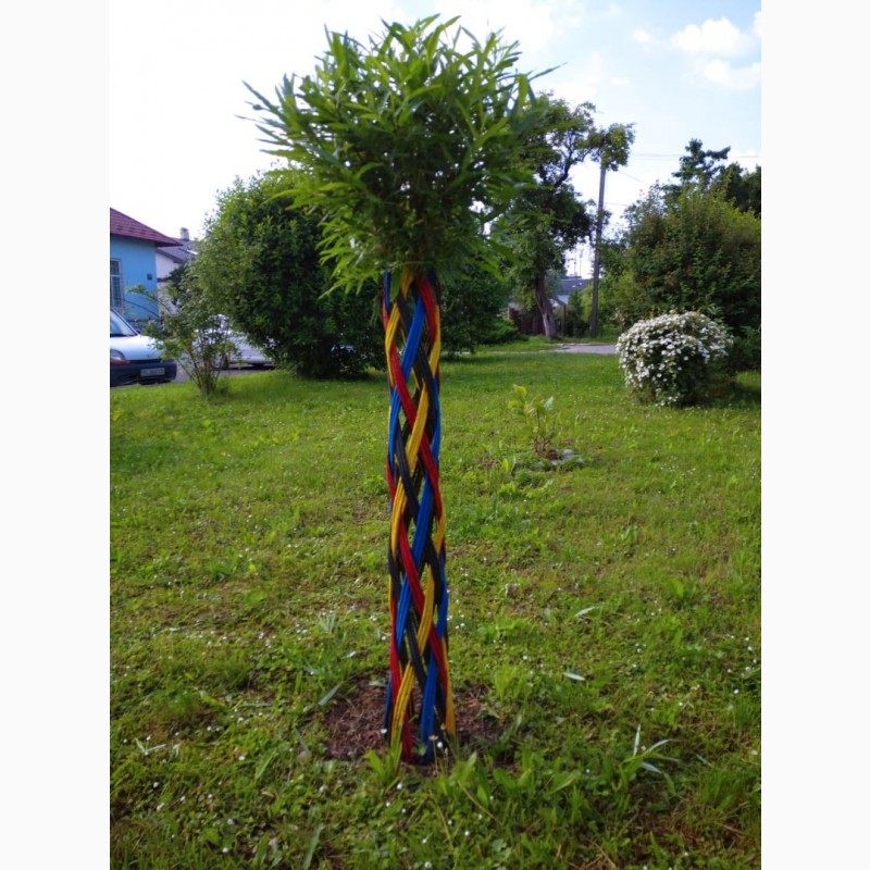 Фото 5. Плетене дерево Вишиванка