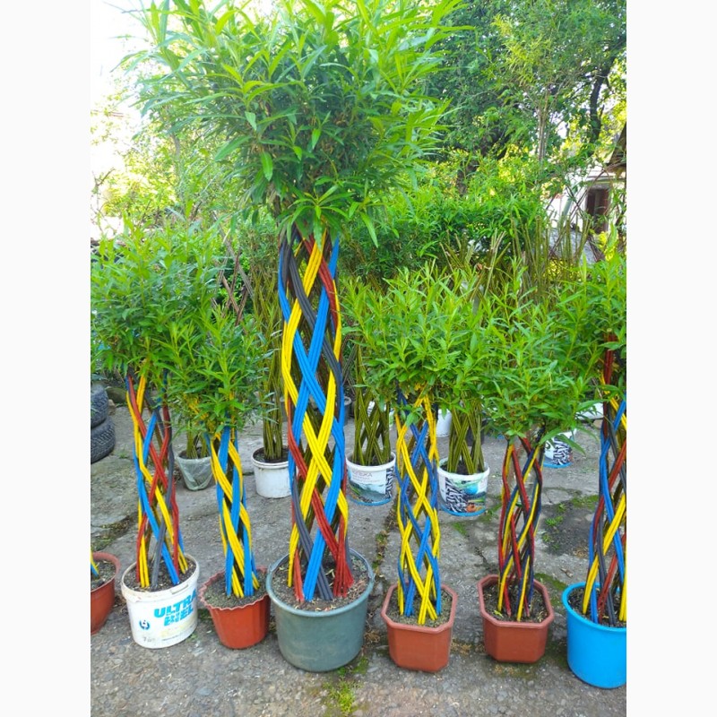 Фото 7. Декоративне кольорове плетене дерево Вишиванка