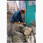 Спиливание деревьев Вышгород